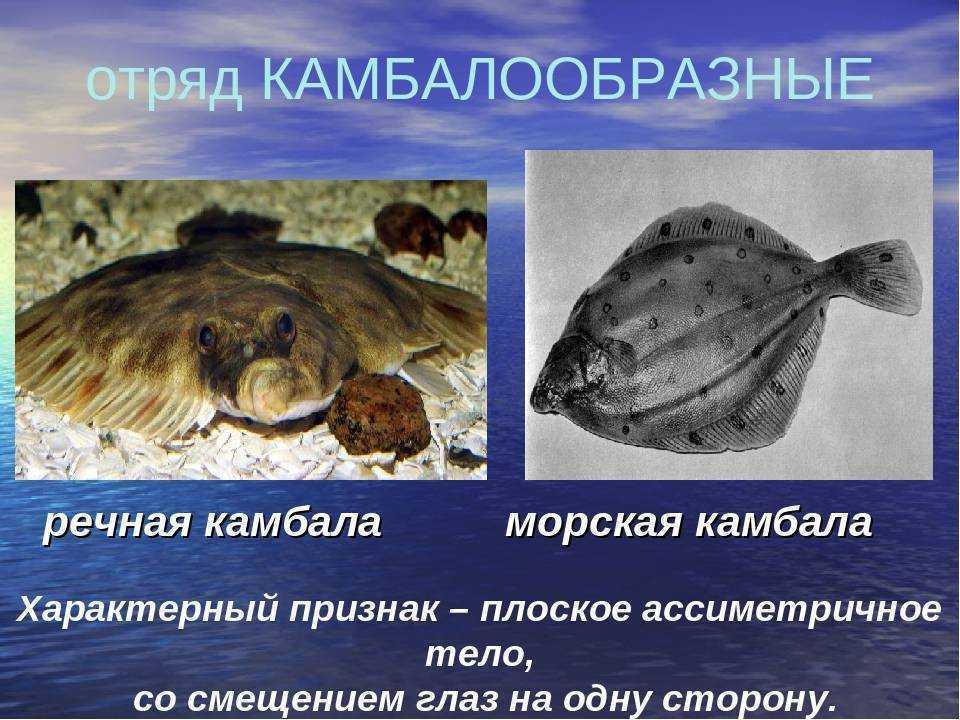 Камбала. где она обитает и как ее ловить? | мир вокруг нас | школажизни.ру