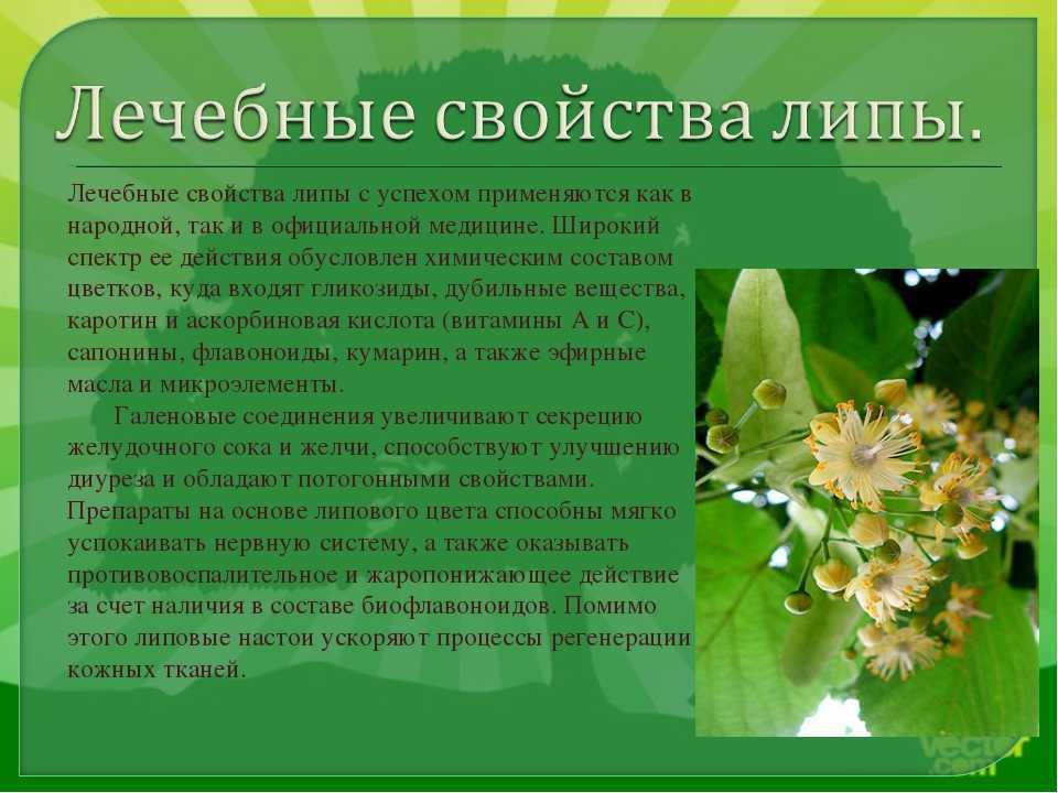 ​60 интересных фактов о липе — общенет