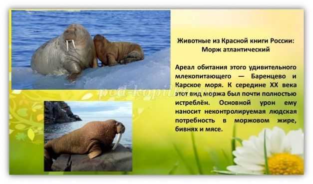 Морж