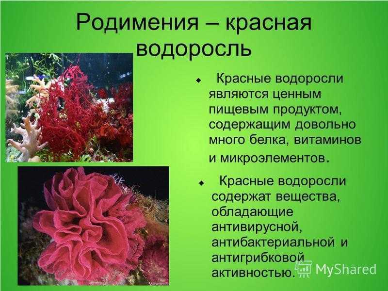 Красные водоросли в аквариуме — описание,борьба с ними,строение,фото,видео,размножение