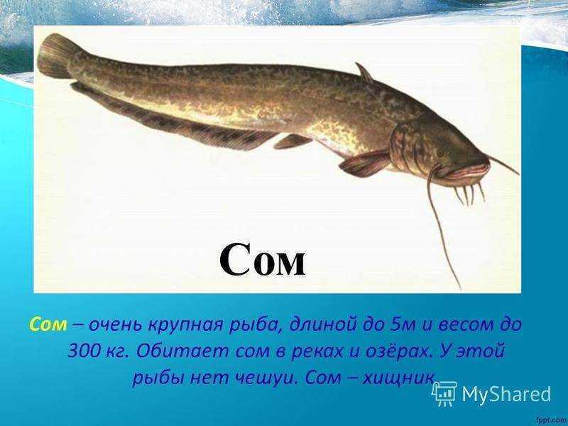 Сом обыкновенный – усатая рыба
