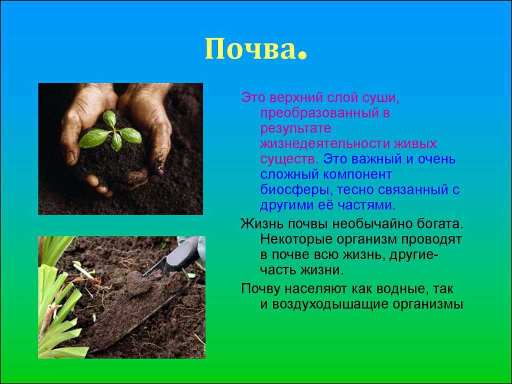 Какая роль живых организмов в почве