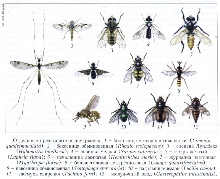 Двукрылые насекомые - средства для защиты растений.