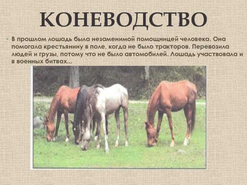 Коневодство: особенности разведения, этапы и основные породы