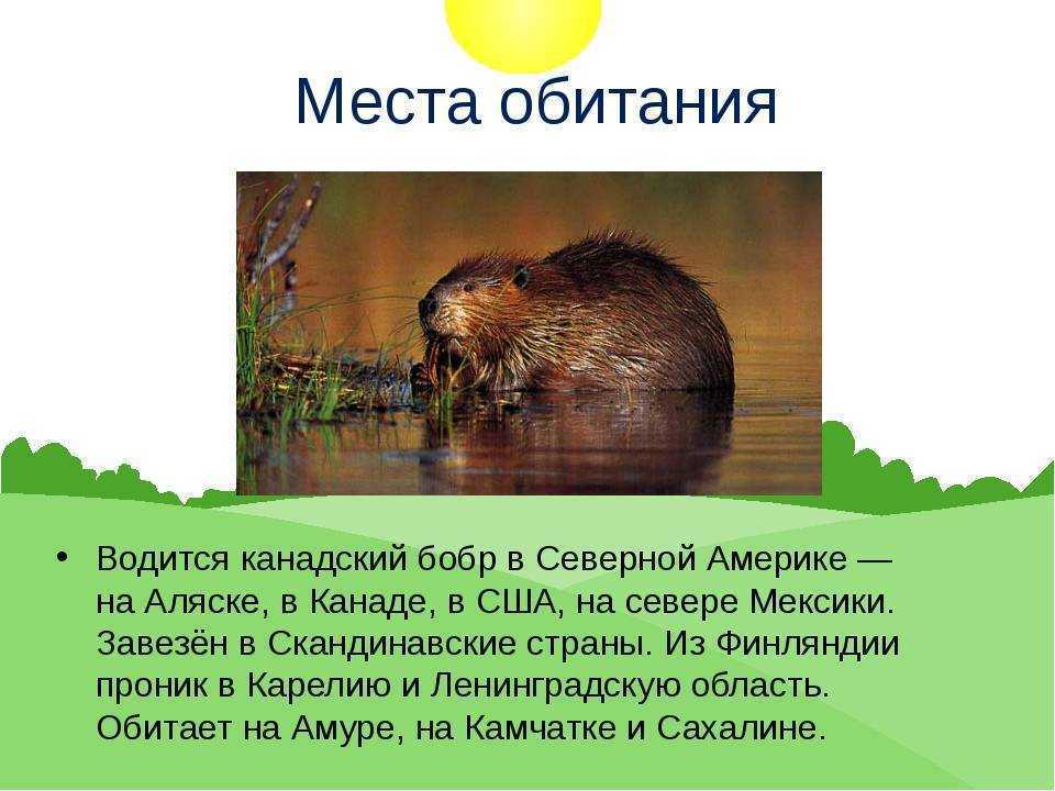 Бобр животное. образ жизни и среда обитания бобра