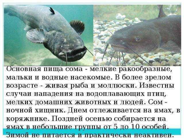 Сом – описание, виды, где обитает, чем питается, фото.