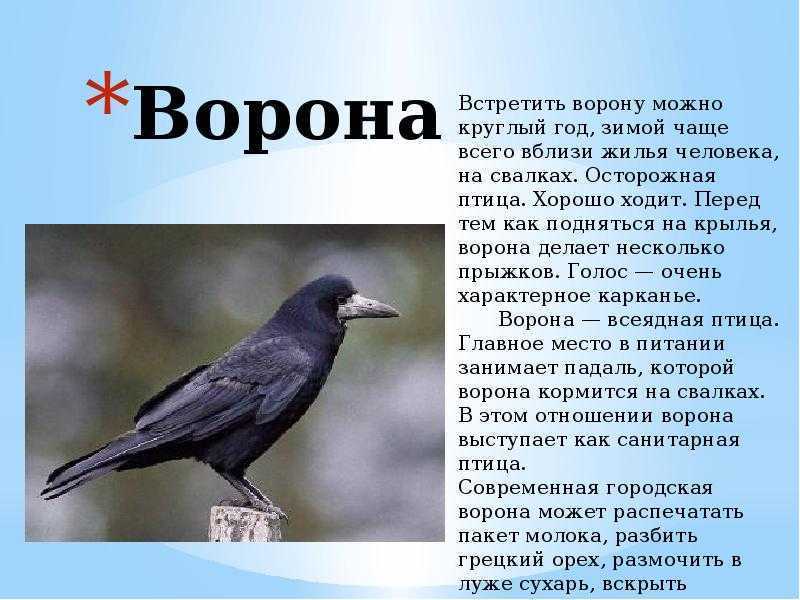 Класс птицы