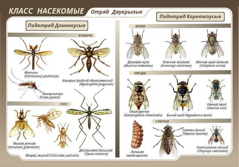 Двукрылые насекомые - виды семейства с примерами, значение и строение