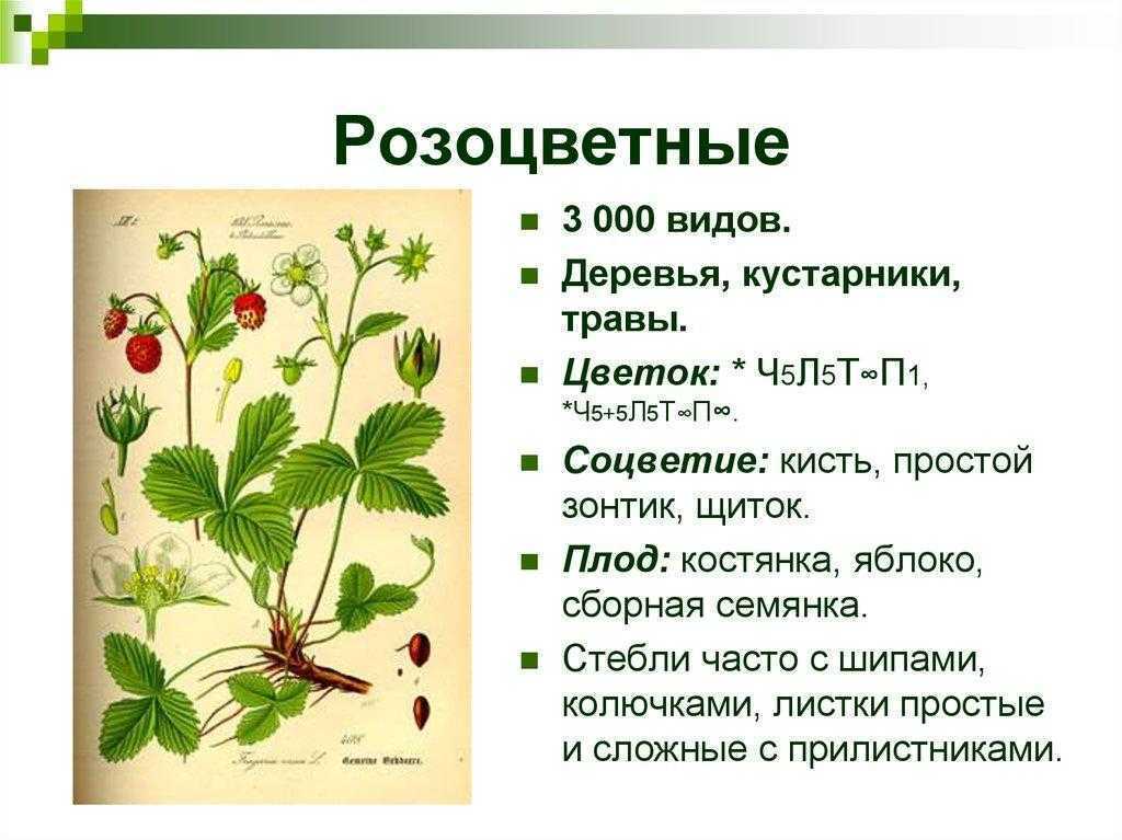 Семейство розоцветные картинки для презентации