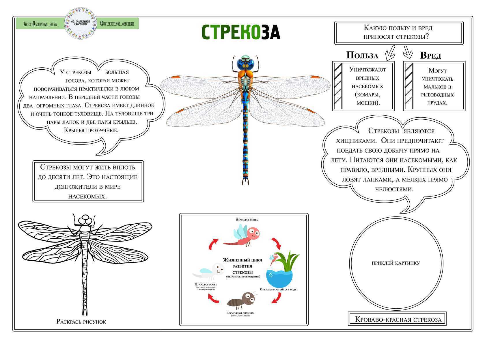 Насекомые приносящие пользу. Жизненный цикл Стрекозы. Схема развития Стрекозы. Чем полезны Стрекозы. Польза стрекоз.