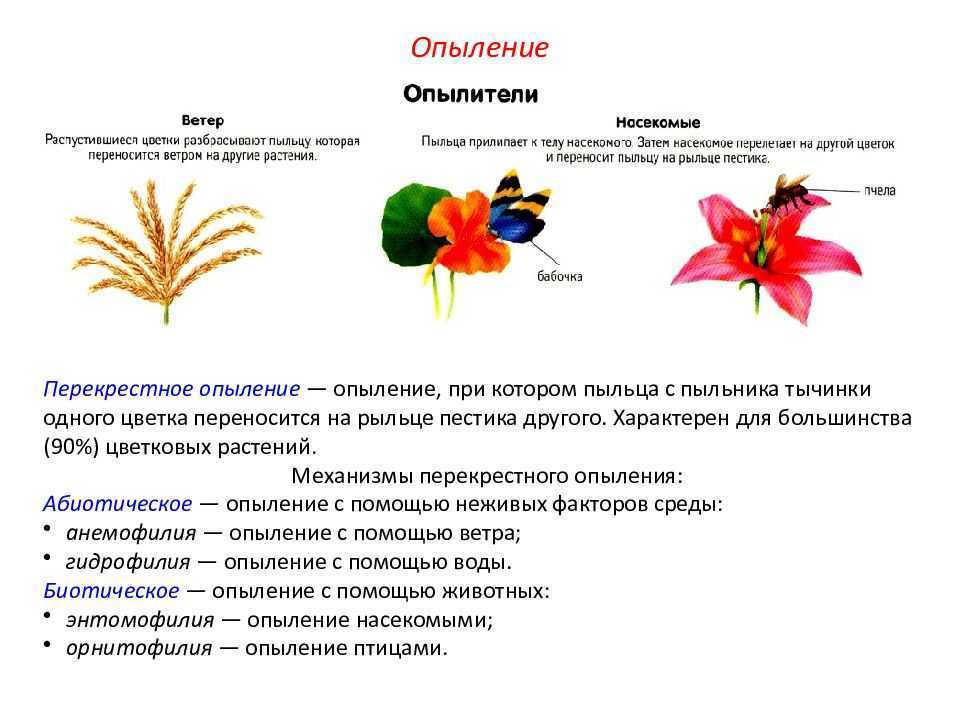 Схема опыления биология 6 класс