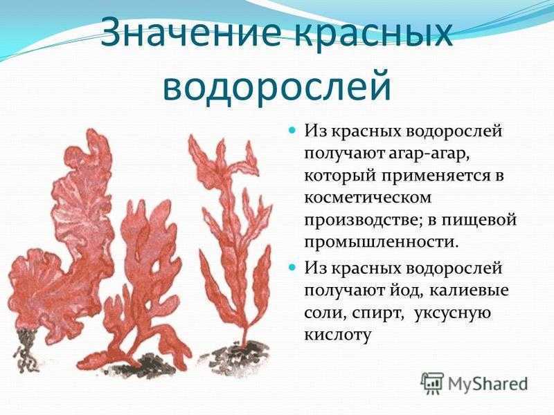 Голосеменные зеленые водоросли красные водоросли. Представители красных водорослей 7 класс биология. Красные водоросли биология 7 класс. Представители бурых водорослей водорослей 6 класс биология таблица. Представители красных водорослей кратко.