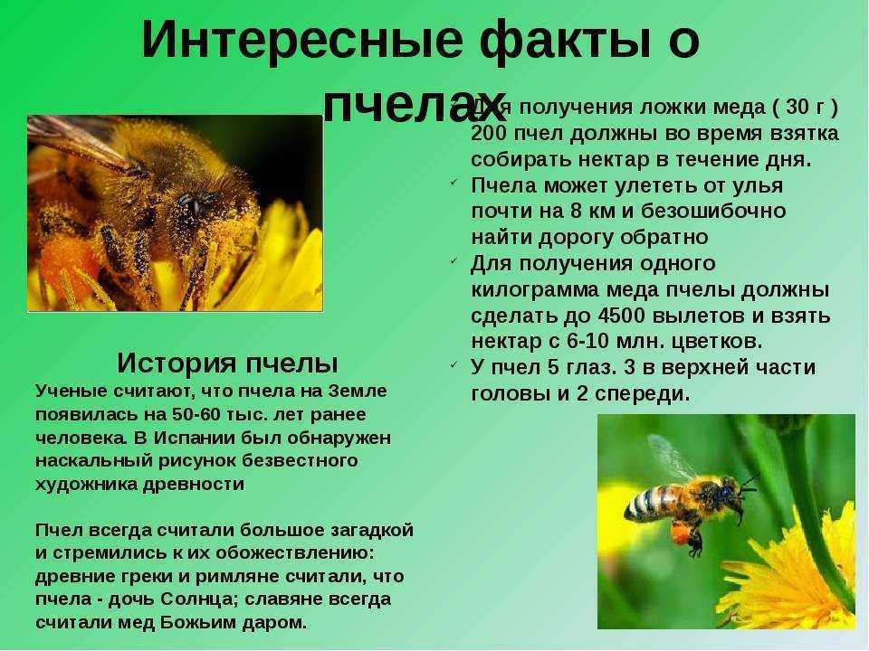 Пчёлы — насекомые в тельняшках