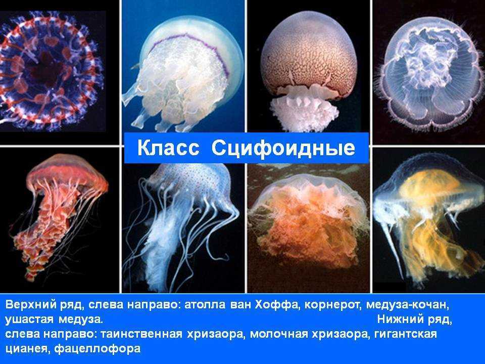 Медузы — прекрасные и опасные обитатели моря: как размножаются, чем питаются, сколько живут, строение медузы