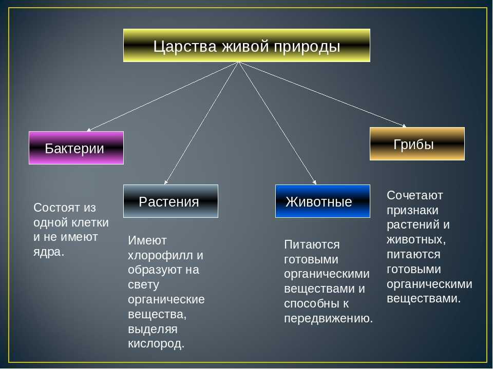 Различия и сходства животного и человека: сравнение строения и поведения. черты сходства и отличия человека и млекопитающих животных