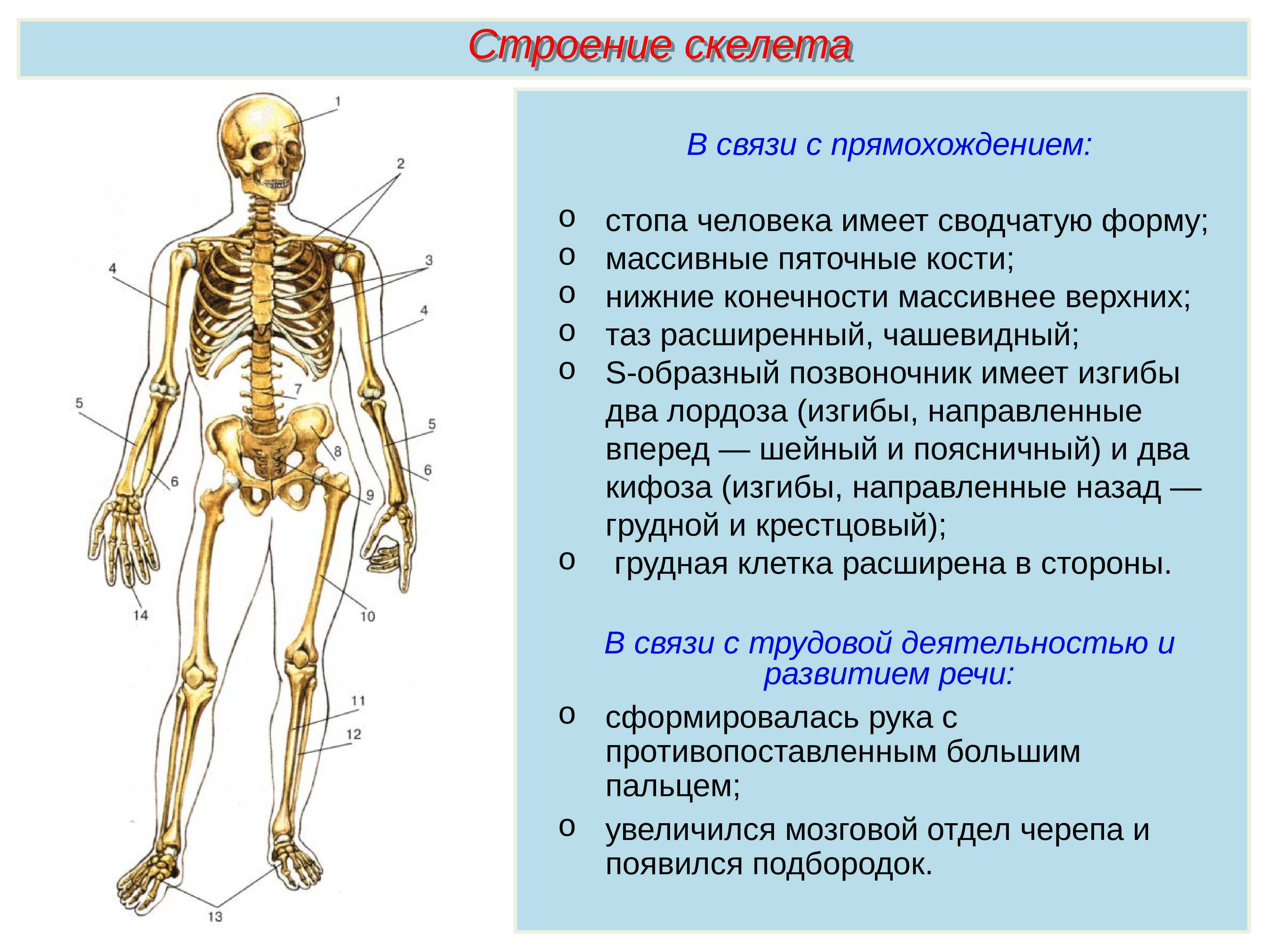 Отдел скелета особенности скелета функции таблица