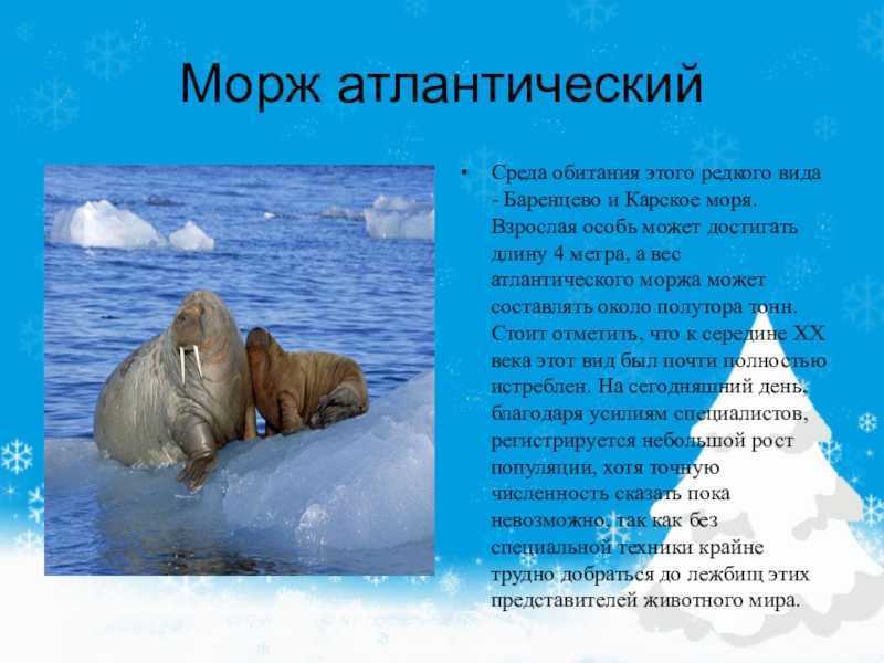 Доклад про моржа, 2 класс