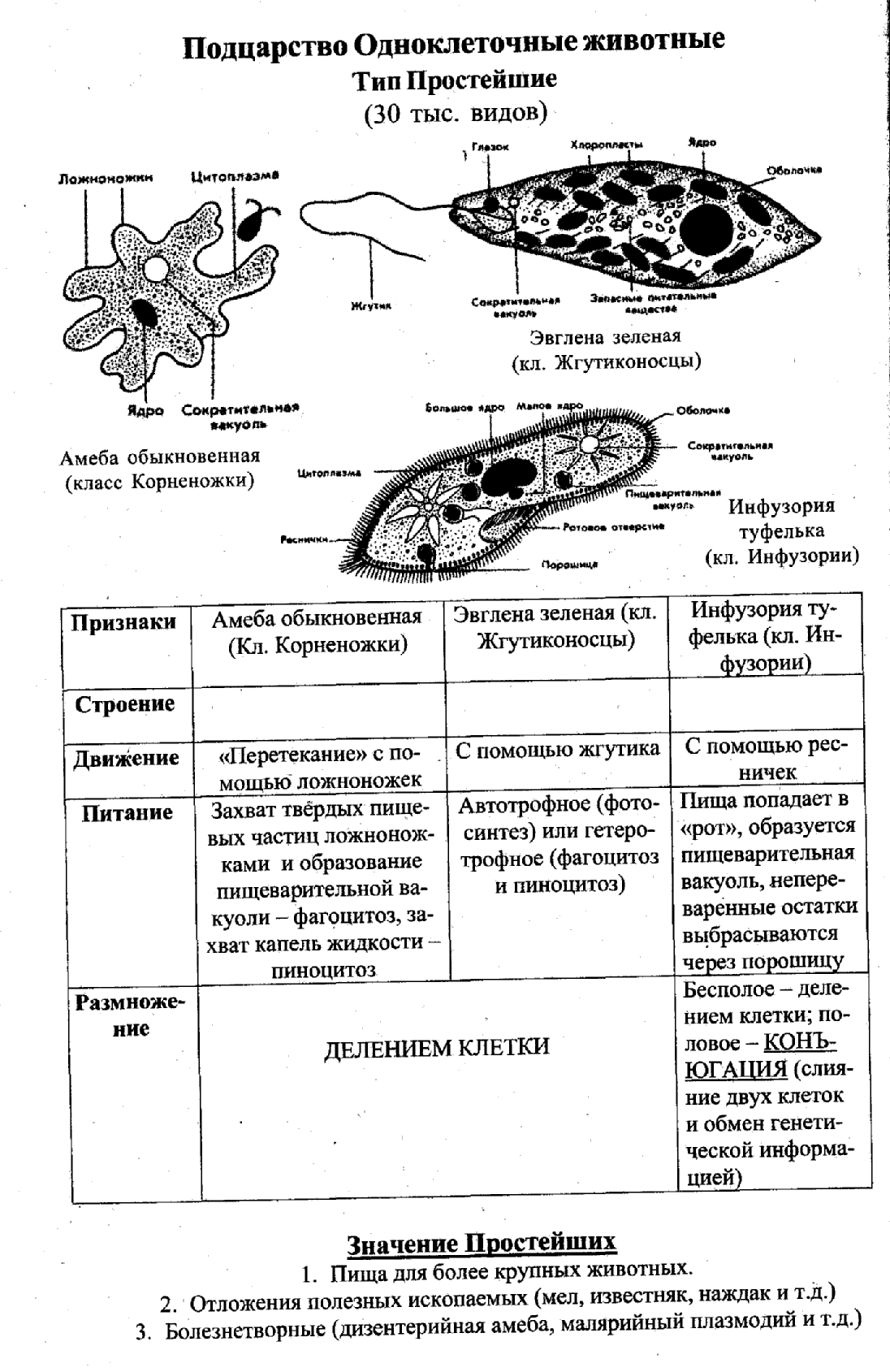 План строения простейших соответствует общим чертам организации ядерной