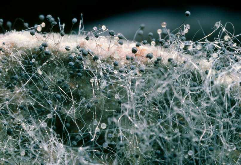 Самые красивые фото и интересные факты о плесневелых грибах