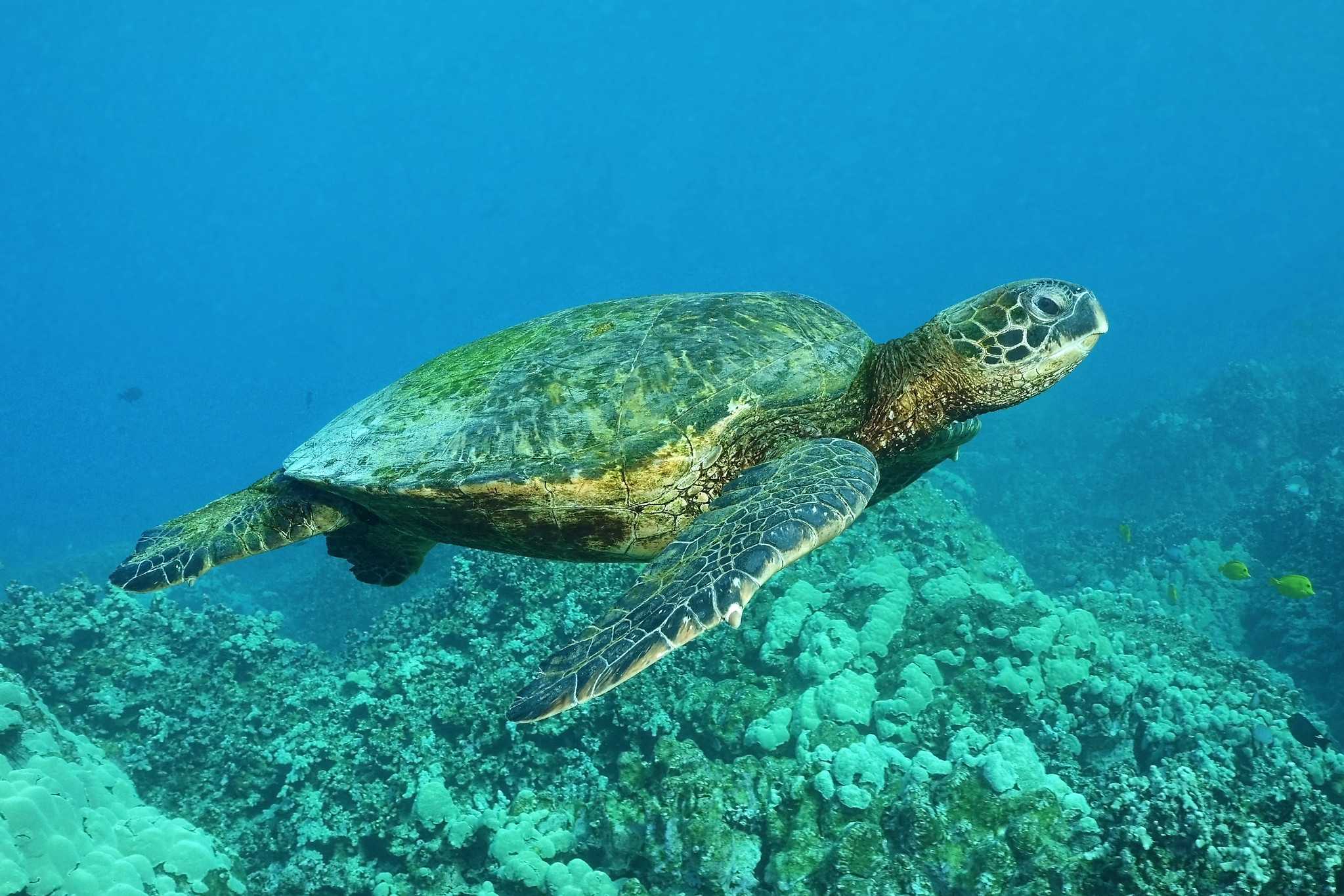 К морским черепахам относится. Зеленая (суповая морская черепаха). Бисса Каретта. Морская черепаха бисса. Зеленая морская черепаха ареал.