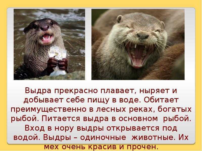 Выдра фото животного и описание