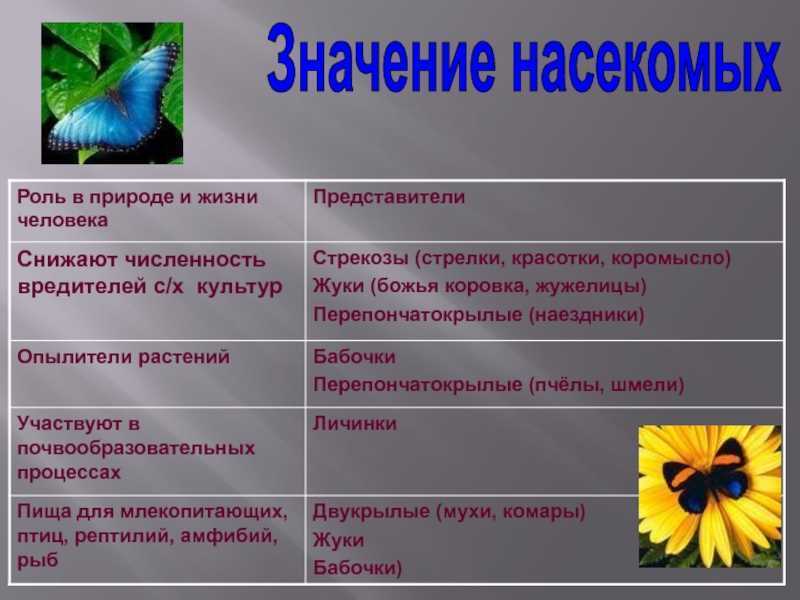 Значение насекомых в природе. Значение насекомых в природе и жизни человека 7 класс. Роль насекомвхвприроде. Роль насекомых в жизни человека. Роль насекомых в природе.