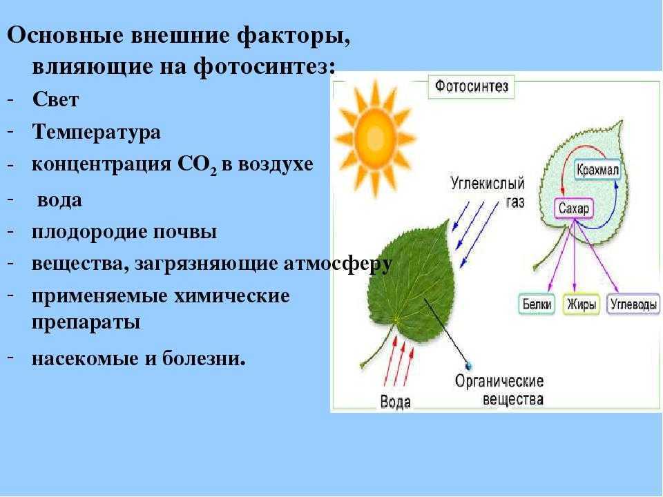Составьте схему фотосинтеза. Процесс фотосинтеза 6 класс биология. Фотосинтез растений 6 класс биология. Схема процесса фотосинтеза растений 6 класс биология. Факторы влияющие на процесс фотосинтеза.