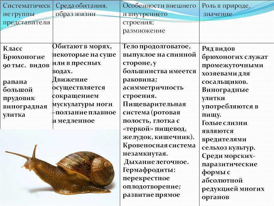 К какому классу относится моллюск представленный на рисунке