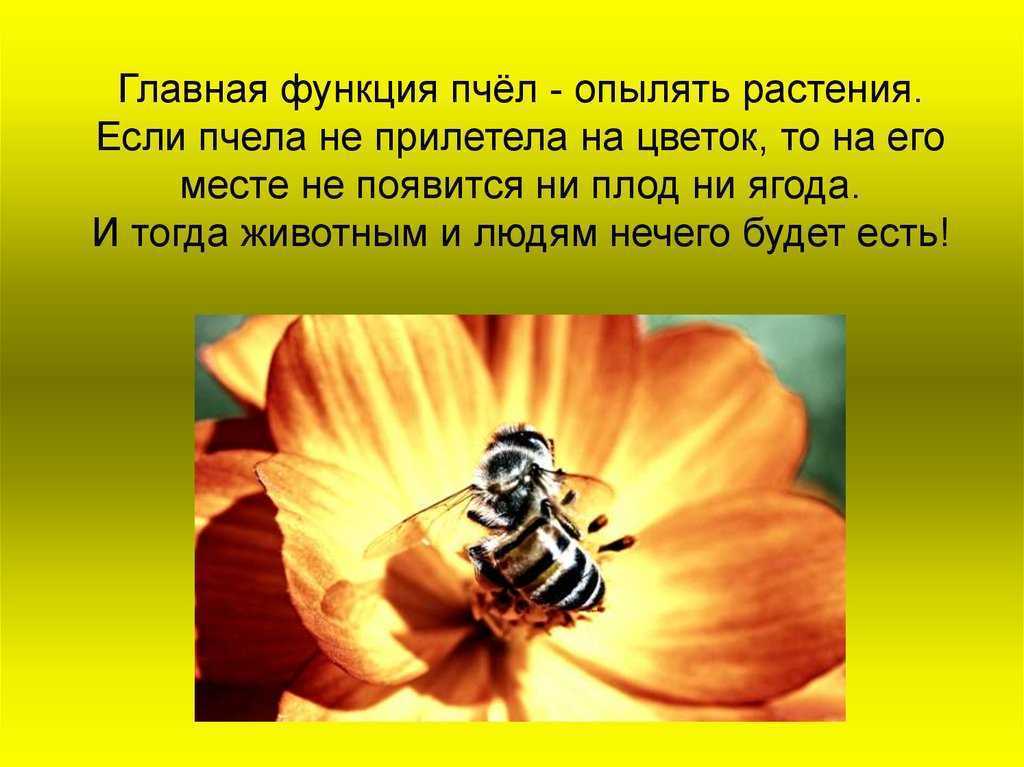 Доклады пчелы по биологии 2, 3, 7 класс, окружающий мир