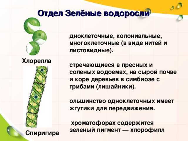 Значение водорослей в народном хозяйстве [1951 голлербах м.м., полянский в.и. - определитель пресноводных водорослей ссср. выпуск 1. общая часть]