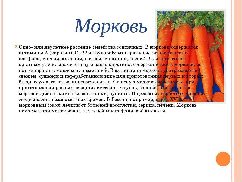 Класс растения морковь. Описание моркови. Культурное растение морковь. Морковь информация для детей. Описать морковь.