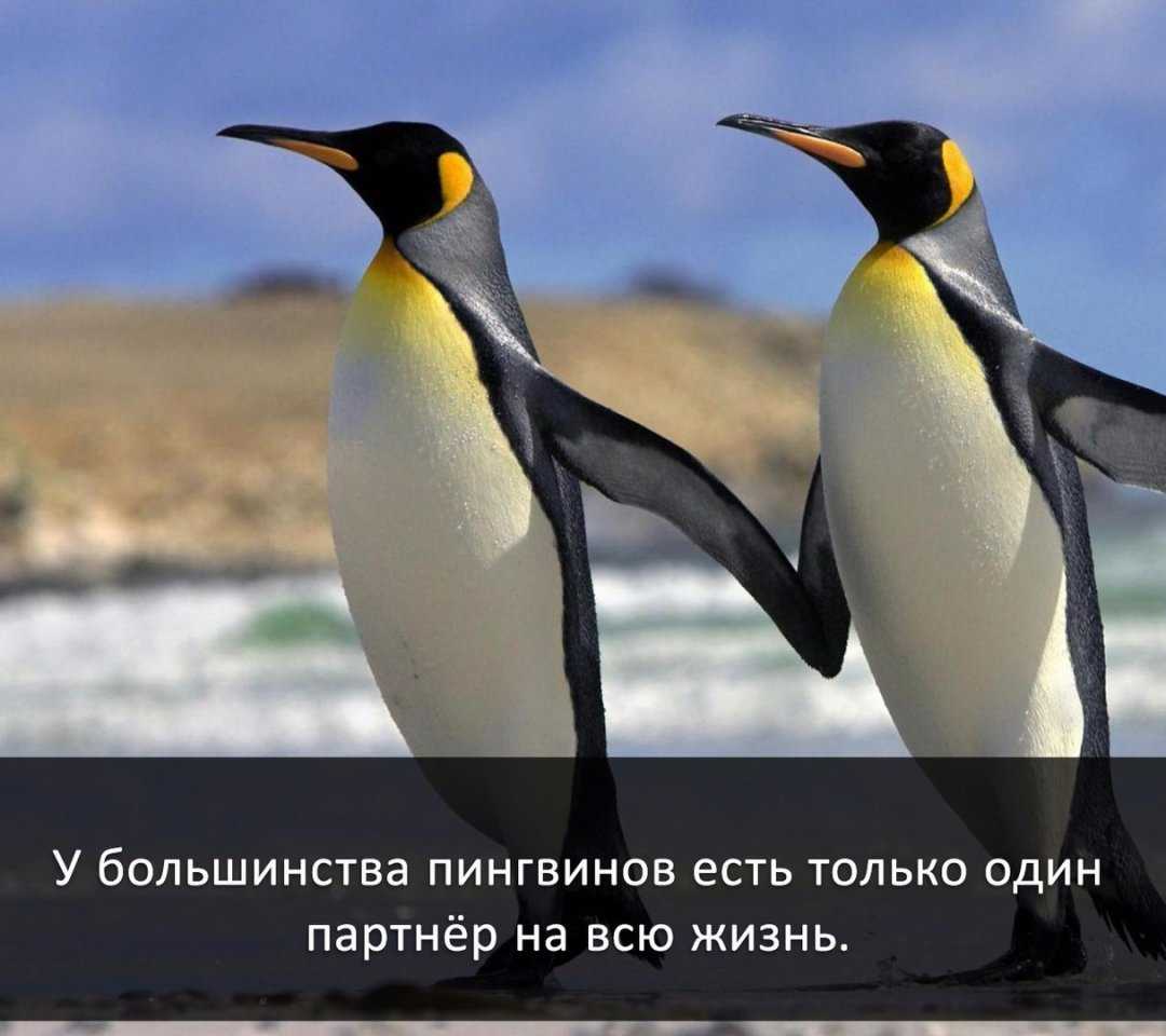 Пингвины — описание видов, особенностей и мест, где они живут