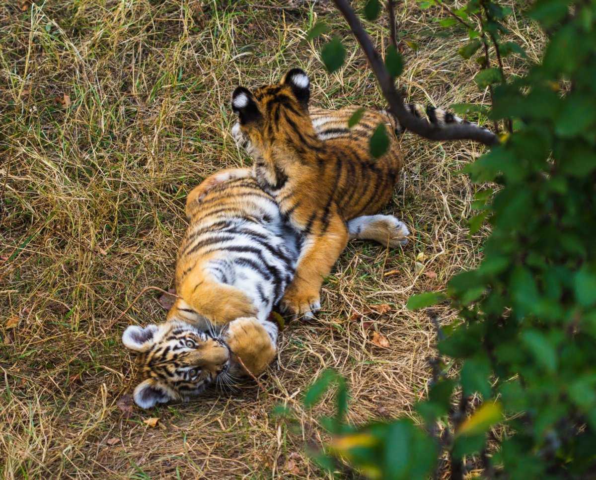 Тигр - вид хищных млекопитающих
