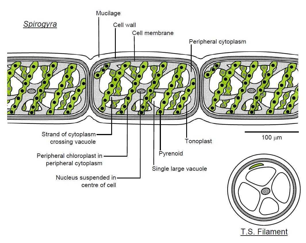 Водоросль спирогира: биологические характеристики, разновидности, цикл развития и способы размножения