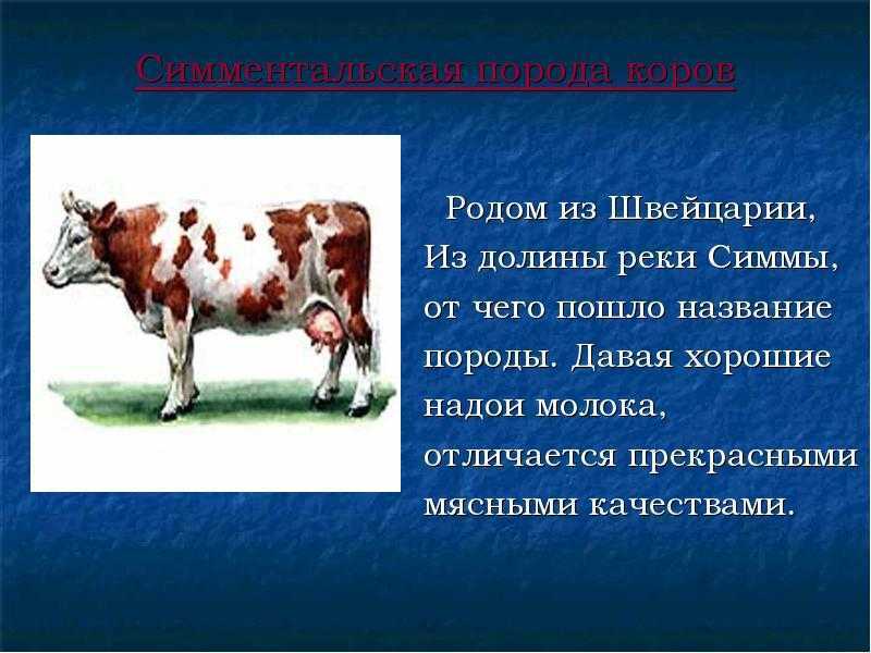 Корова описание для детей. рассказ о корове для детей 5-8 лет