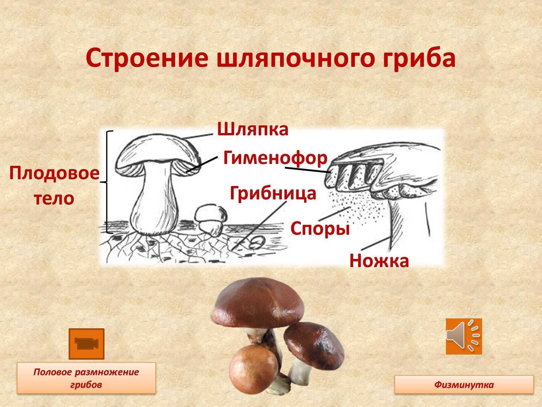 Рассмотрите рисунок строение шляпочного гриба