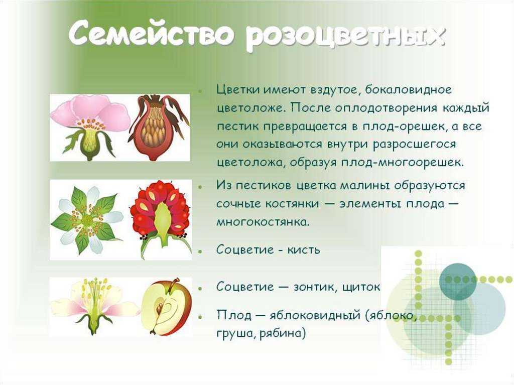 Характеристика семейство розоцветные кратко