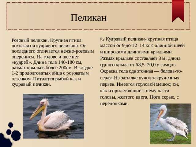 Птица пеликан, её среда обитания, куда она складывает рыбу
