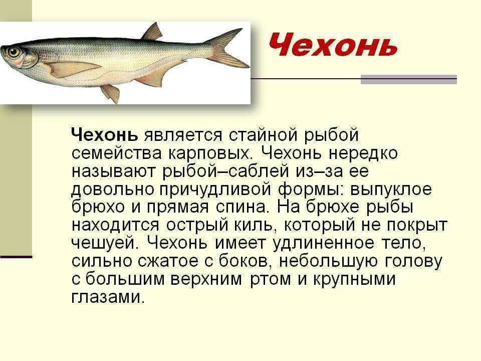 Интересные факты о морских коньках