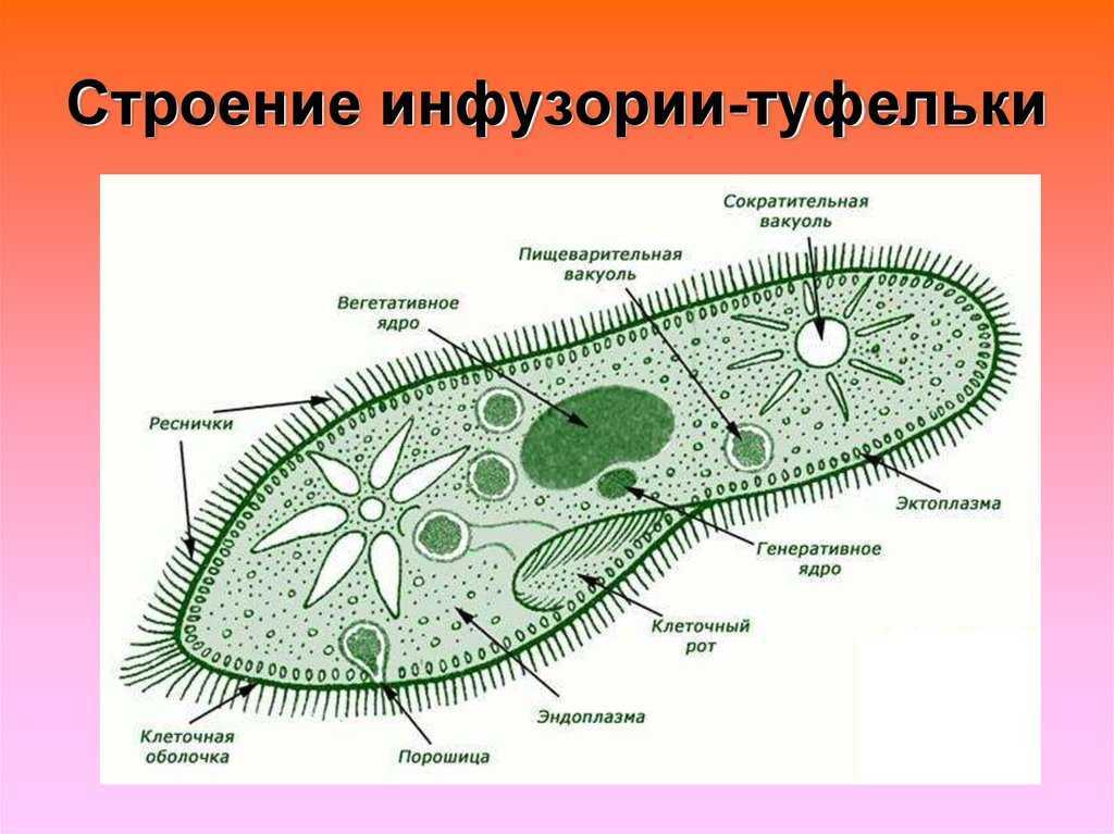 Интересные факты о водорослях