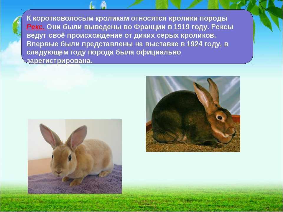 К какому классу относится кролик. Информация о кроликах. Кролик для презентации. Сообщение о домашних животных кролики. Сообщение о кролике.