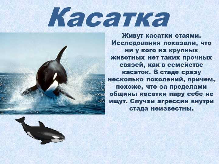 Косатка orcinus orca - красная книга россии.