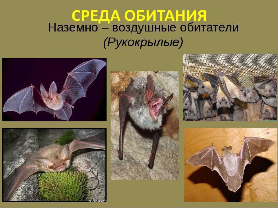 Летучая мышь: виды и описание животных, интересные факты и фото