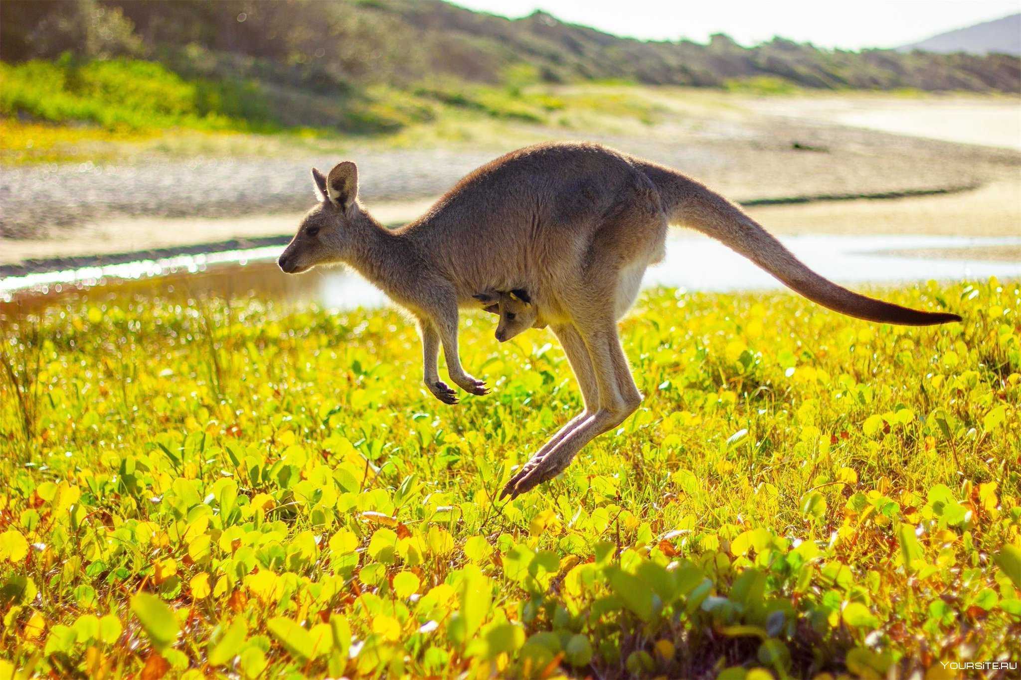 Кенгуру животное Австралии