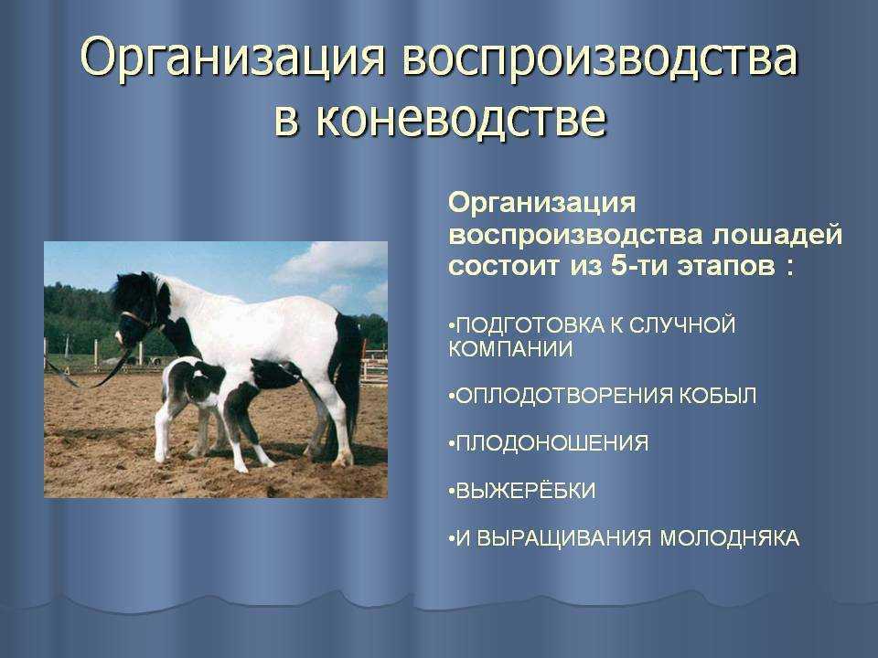 История российского коневодства и коннозаводства