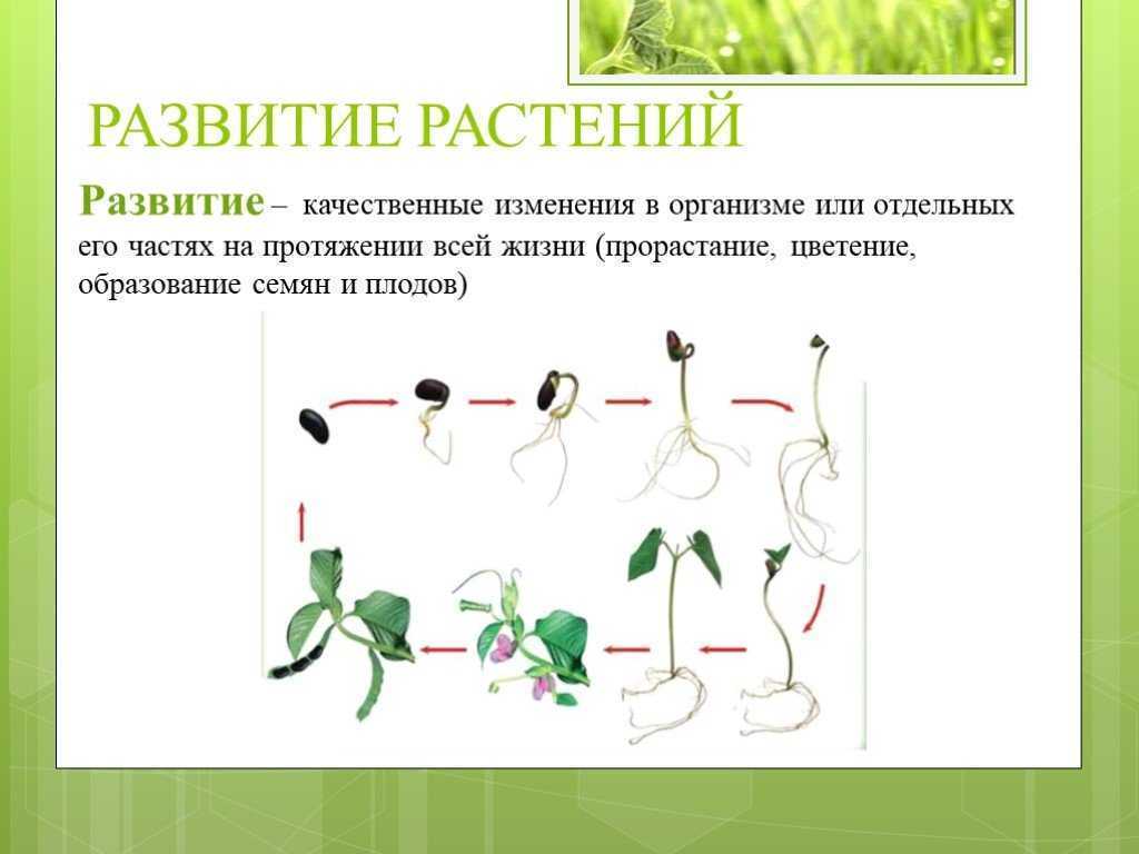 В чем заключается процесс развития для растения. Примеры развития растений. Схема развития растений. Пример роста растений. Процесс развития растений.
