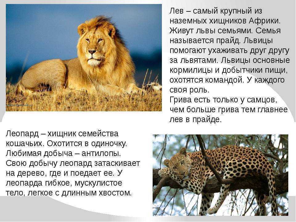 Можно считать что львы. Доклад о животных. Интересные рассказы про животных. Доклад о животном. Описание животных.