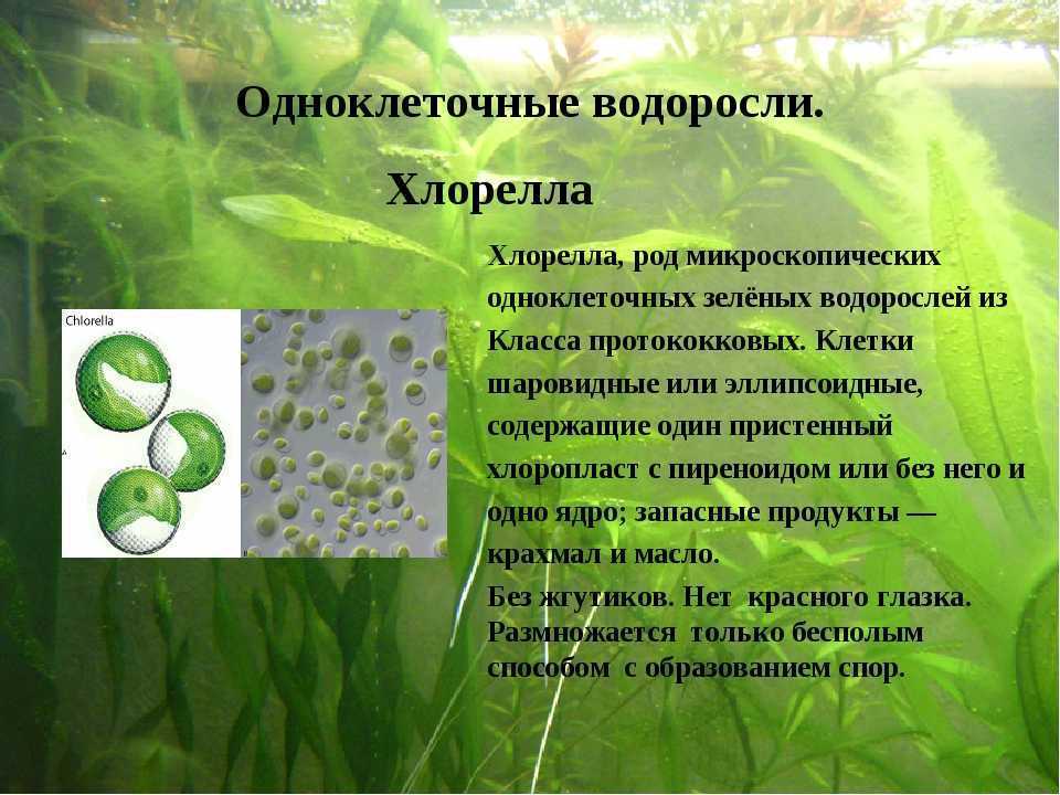 Одноклеточные водоросли одноклеточные грибы. Одноклеточная водоросль хлорелла. Микроводоросли хлорелла. Зелёные водоросли хлорелла. Одноклеточные водоросли 5 класс биология.