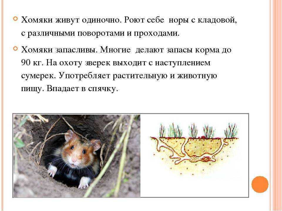 Хомяк - кто это? семейство, описание животного, как живут хомячки 