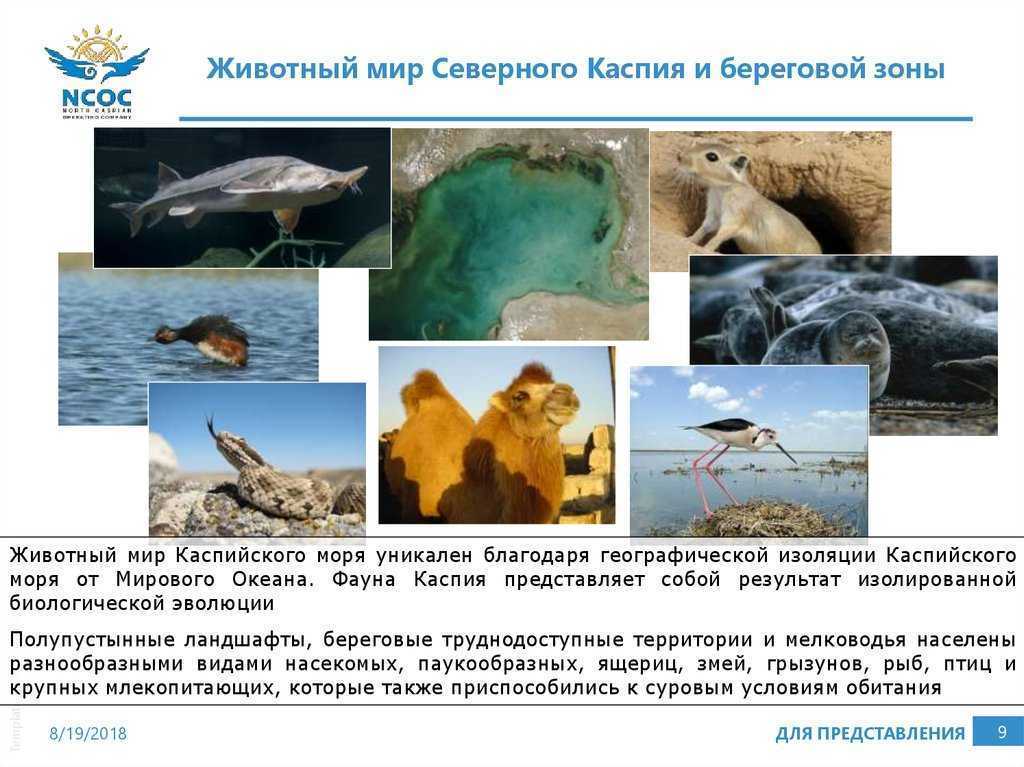 Каспийское море